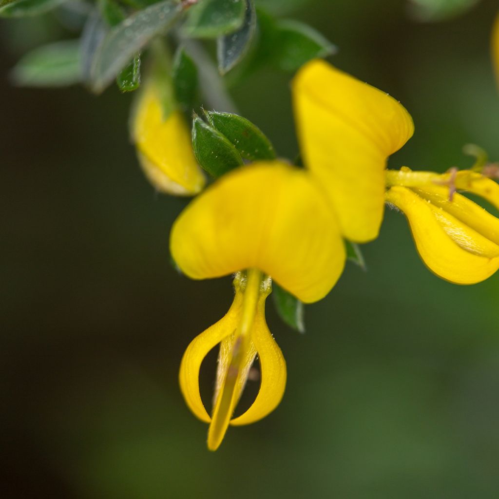 Genista pilosa Vancouver Gold - Ginestra tubercolosa