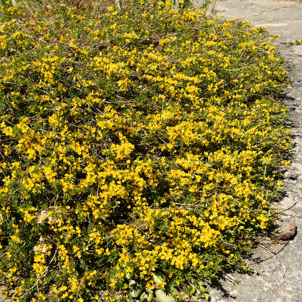 Genista pilosa Vancouver Gold - Ginestra tubercolosa