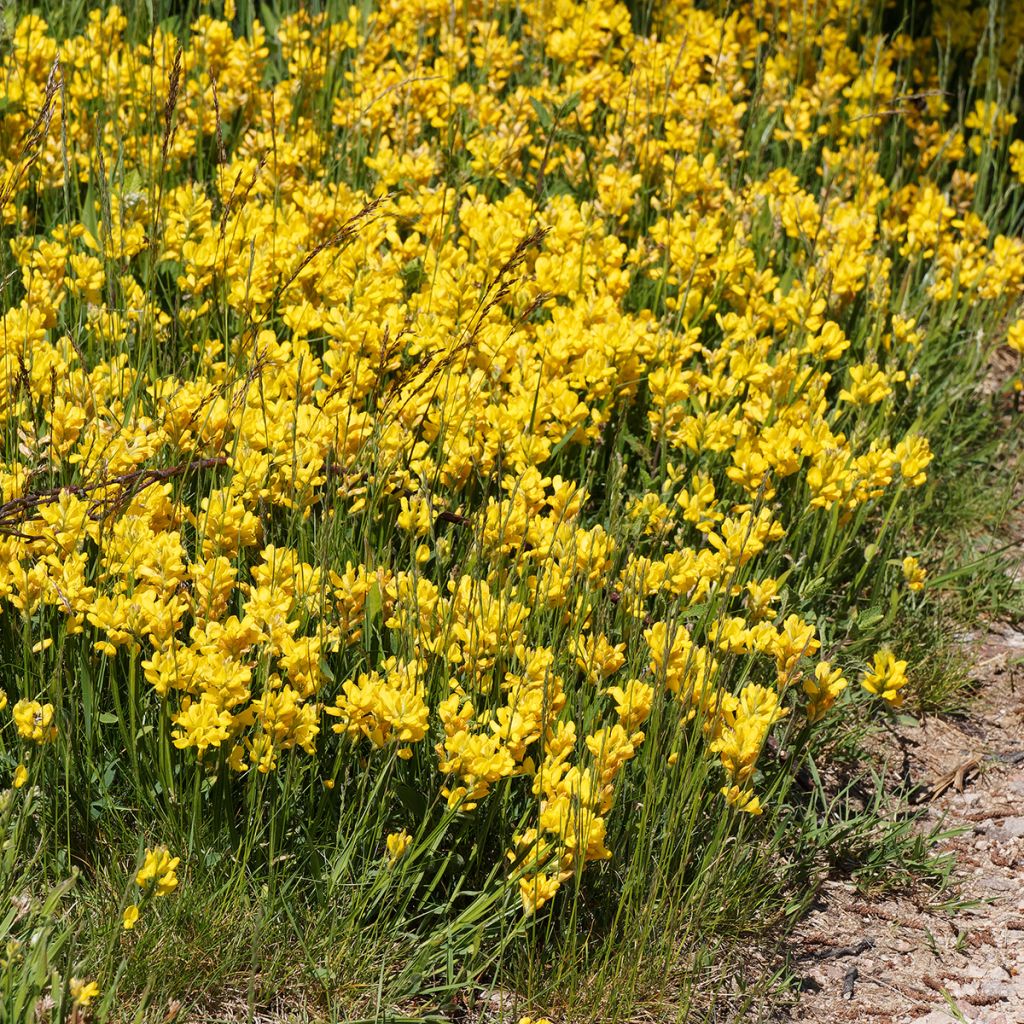 Genista sagittalis - Ginestra alata
