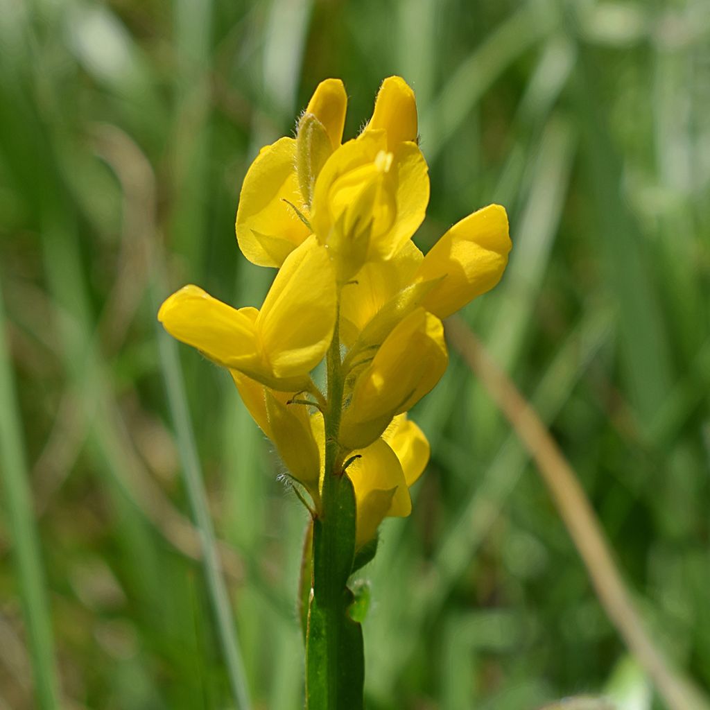 Genista sagittalis - Ginestra alata