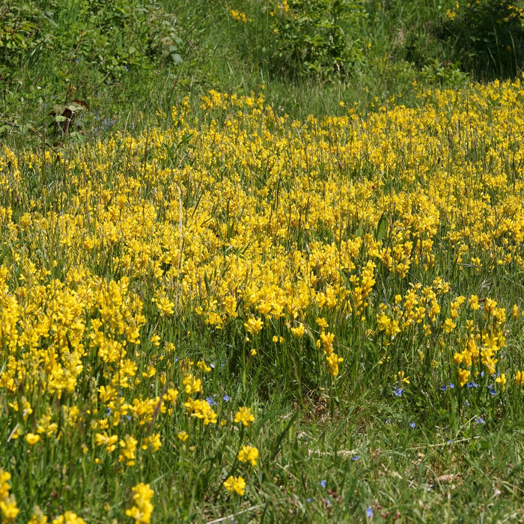 Genista sagittalis - Ginestra alata