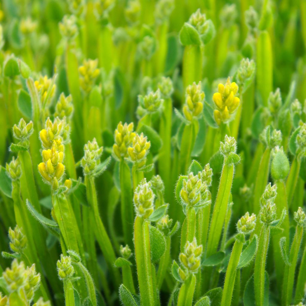 Genista sagittalis - Ginestra alata