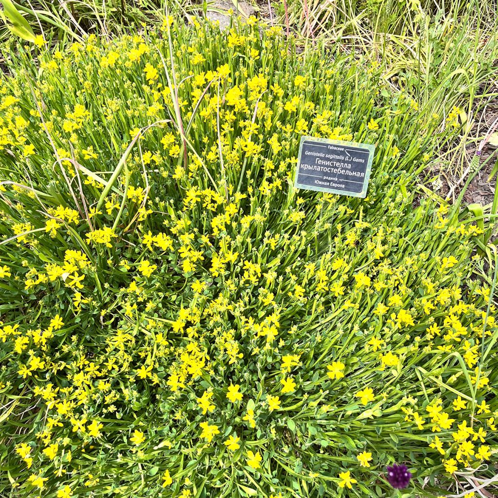 Genista sagittalis - Ginestra alata