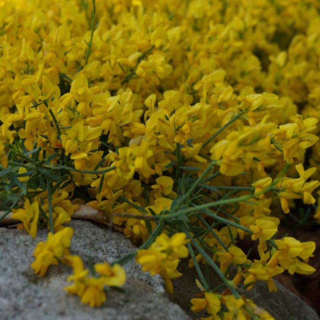 Genista tinctoria Royal Gold - Genêt des teinturiers