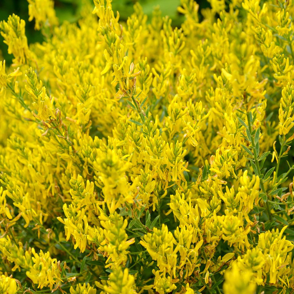 Genista tinctoria Royal Gold - Ginestra minore