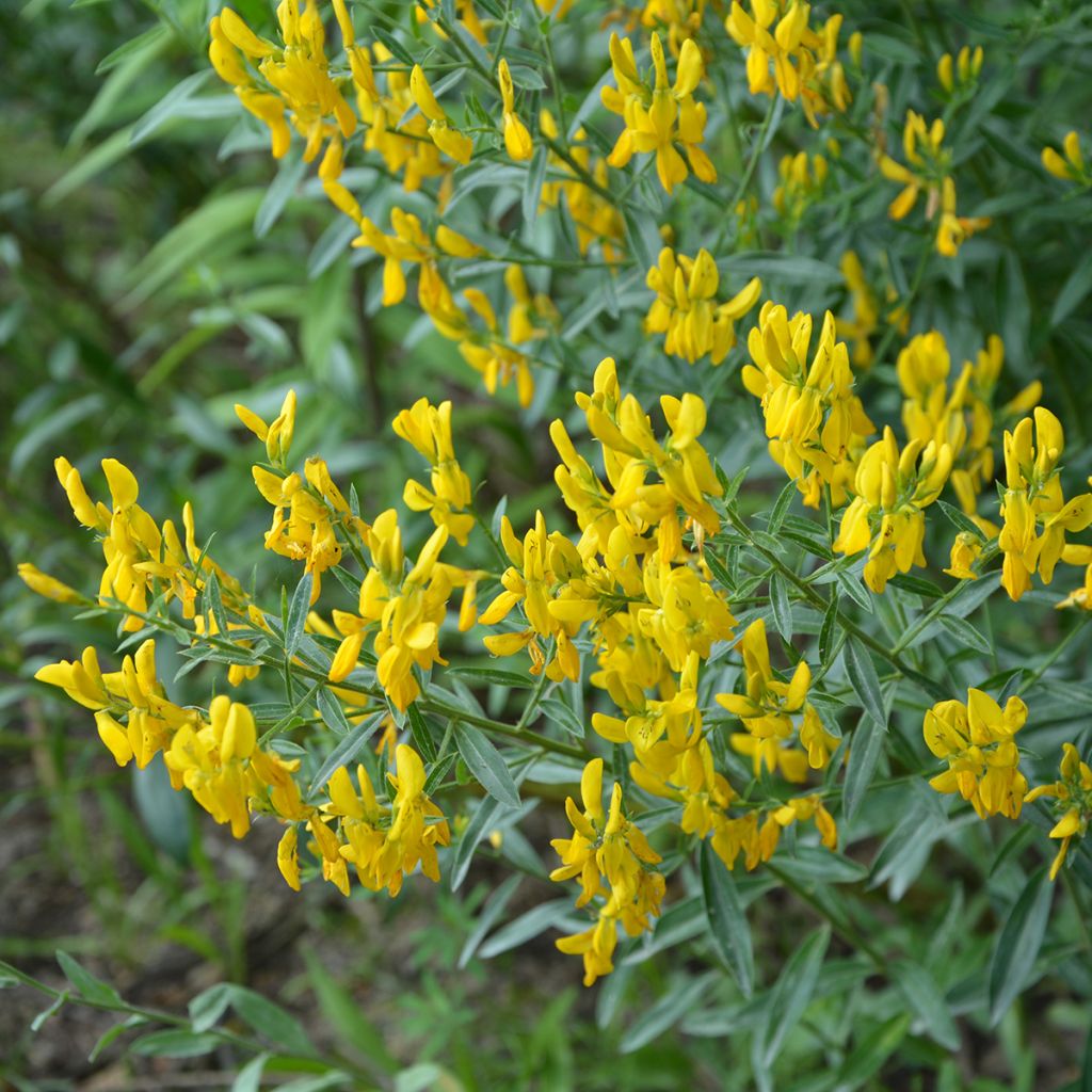 Genista tinctoria Royal Gold - Ginestra minore