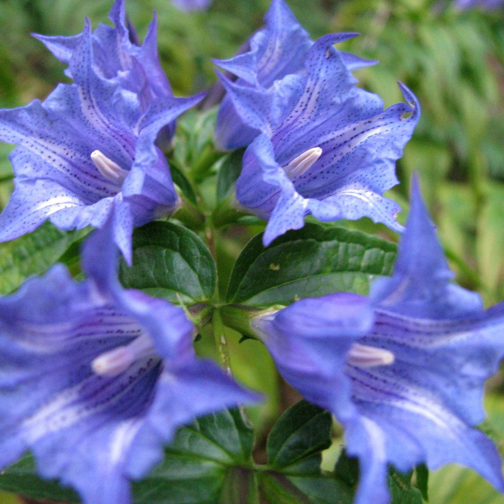 Gentiane asclépiade -  Gentiana asclepiadea