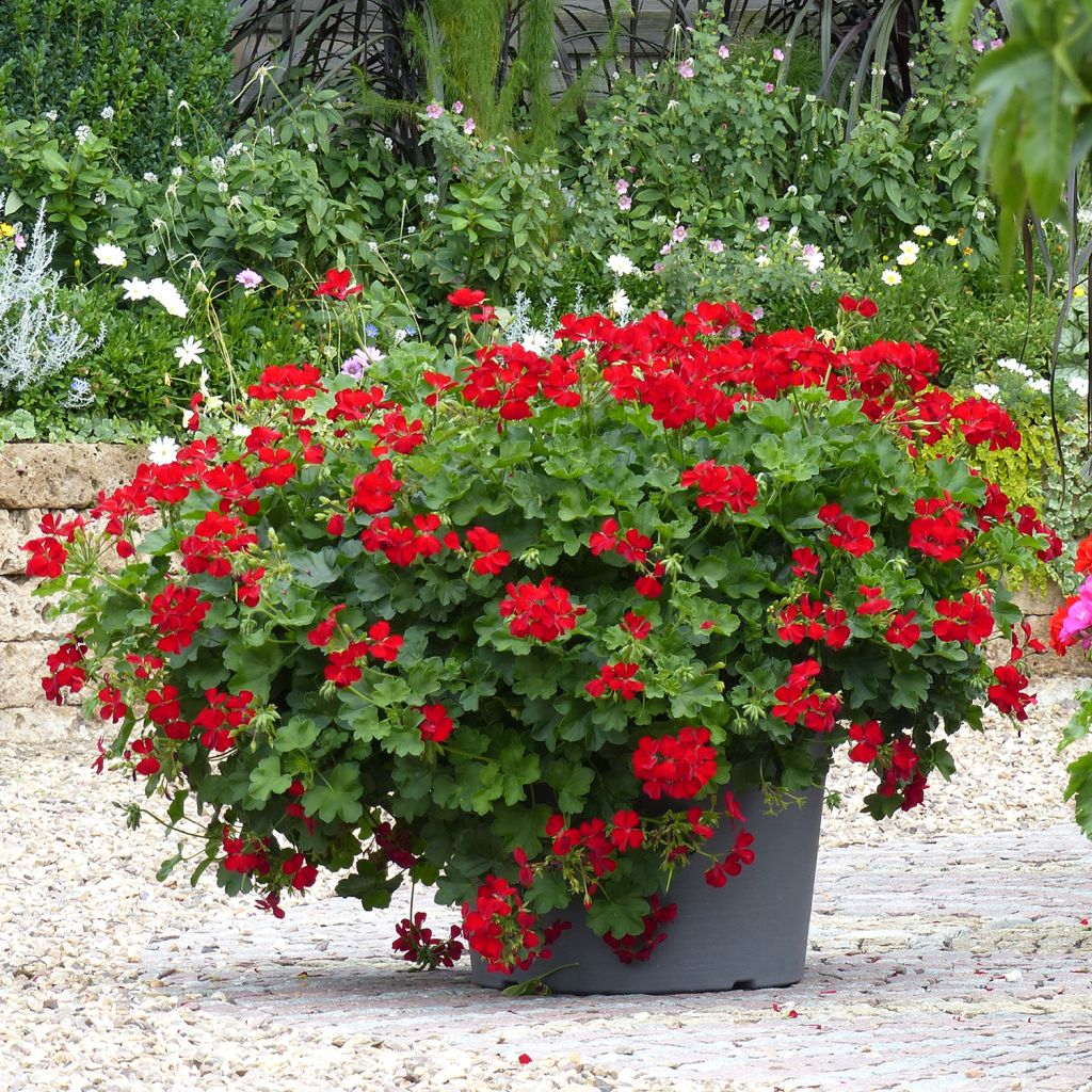 Géranium interspécifique Champion Single Red - Pelargonium