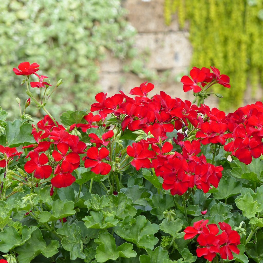 Géranium interspécifique Champion Single Red - Pelargonium