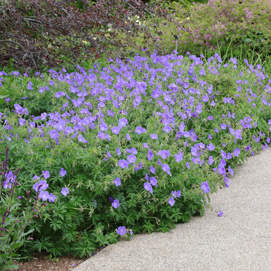 Geranium Orion