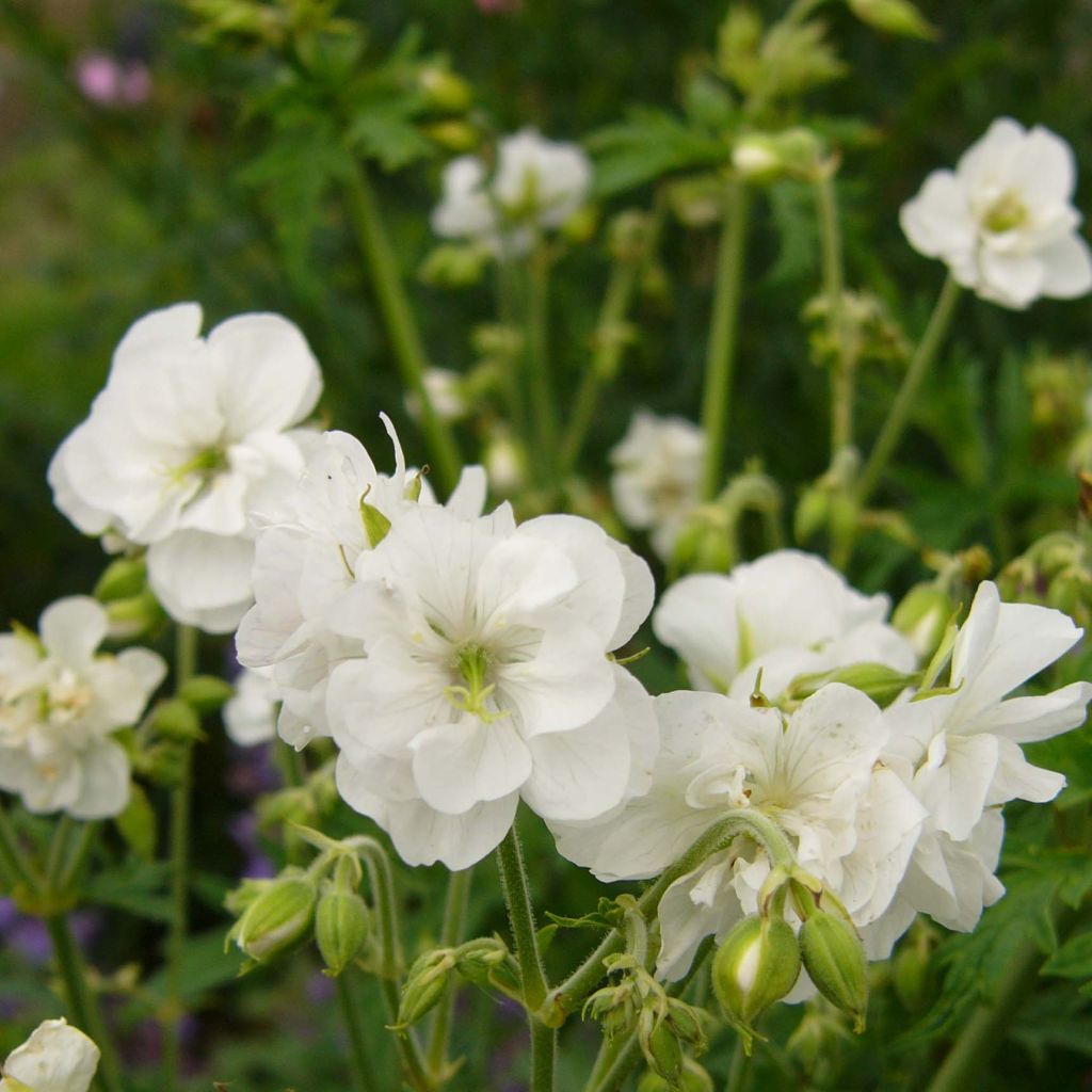 Geranium vivace pratense Laura - Géranium des près
