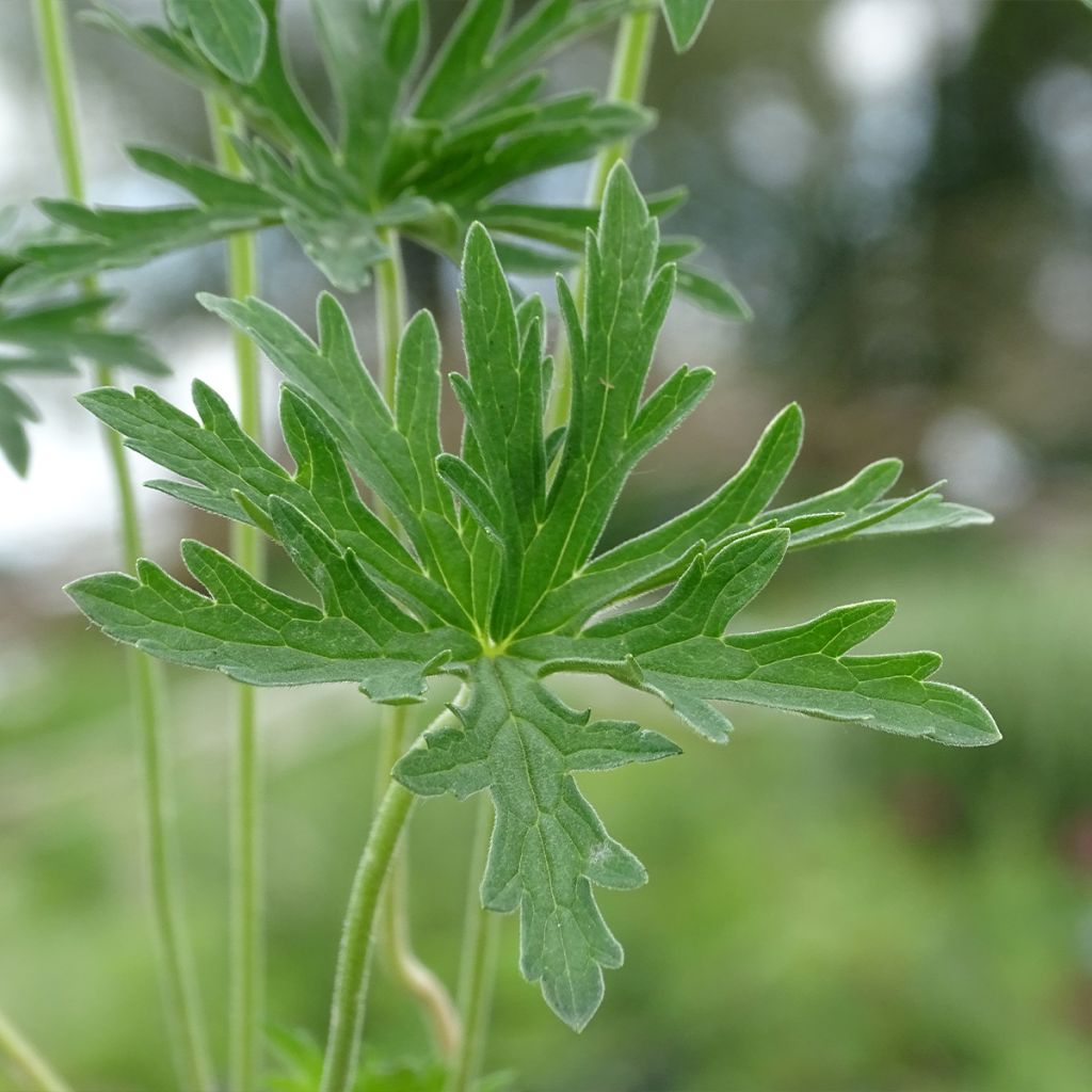 Geranium pratense Plenum Album - Geranio dei prati