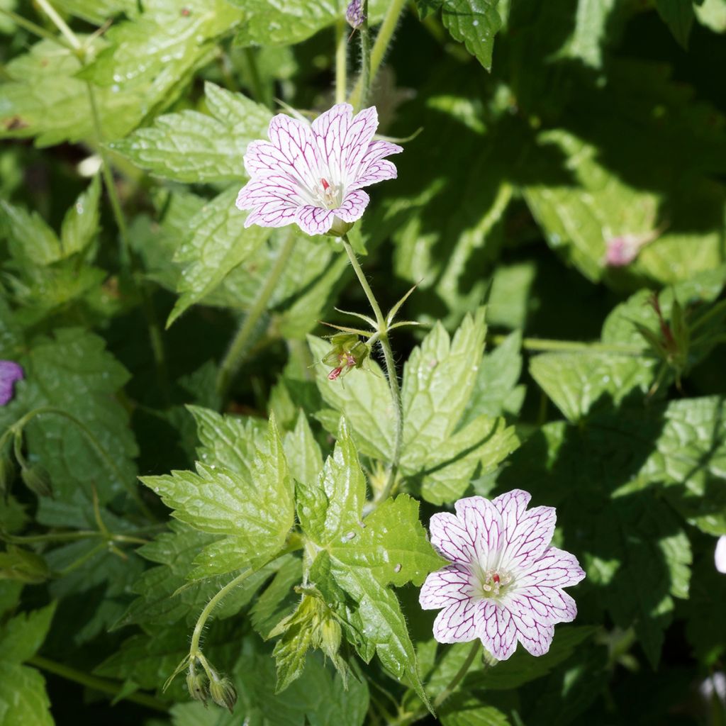 Geranium versicolor - Geranio striato