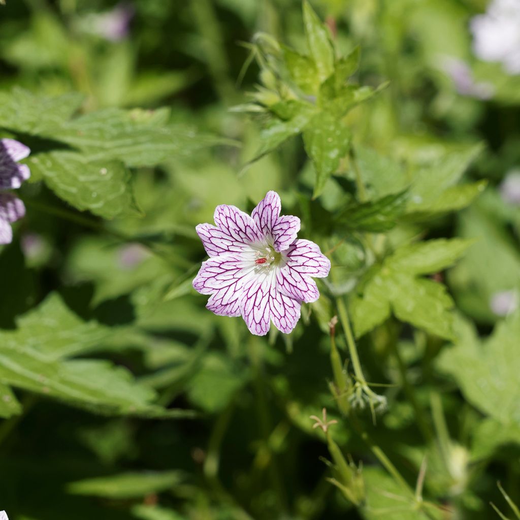 Geranium versicolor - Geranio striato