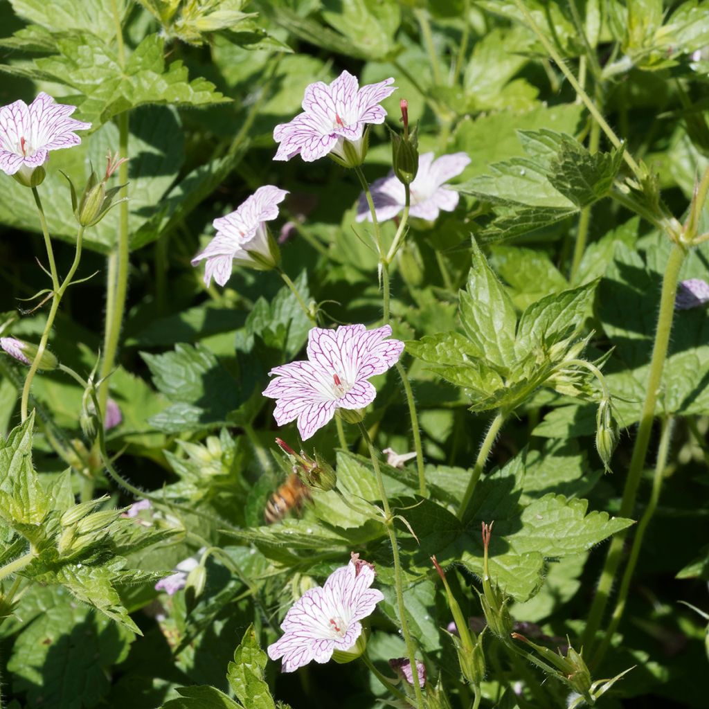 Geranium versicolor - Geranio striato