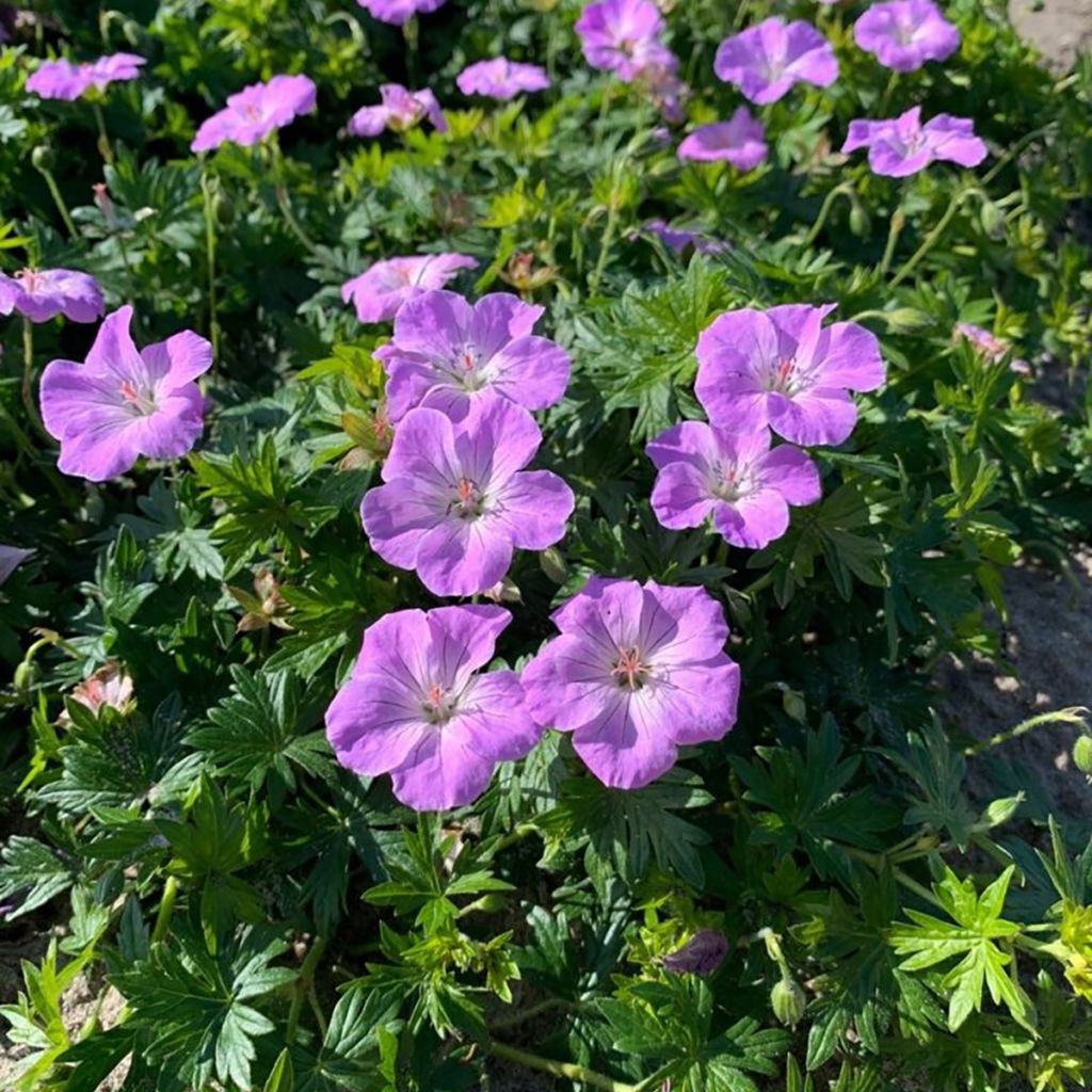 Geranium sanguineum Frivolius Lilac - Geranio sanguigno