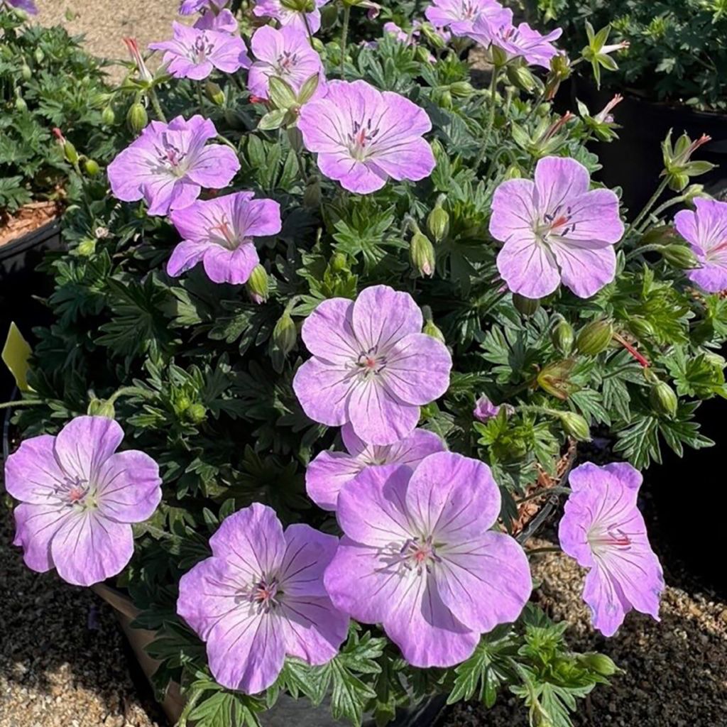 Geranium sanguineum Frivolius Lilac - Geranio sanguigno