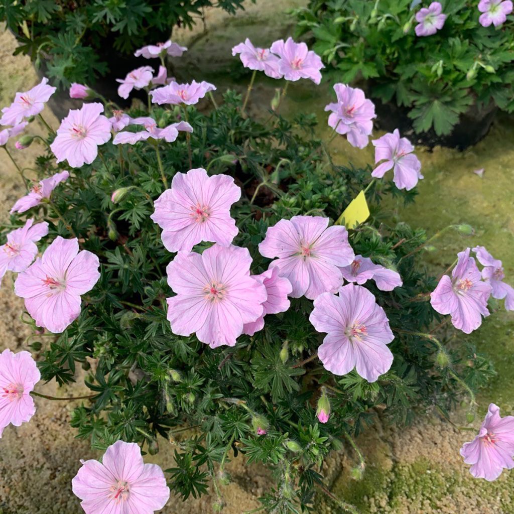 Geranium sanguineum Frivolius Pink - Geranio sanguigno