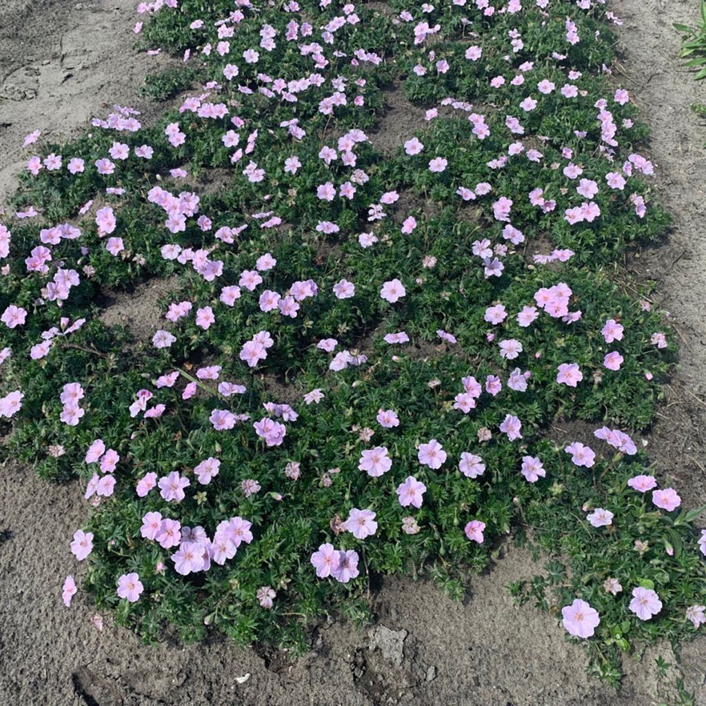 Geranium sanguineum Frivolius Pink - Geranio sanguigno