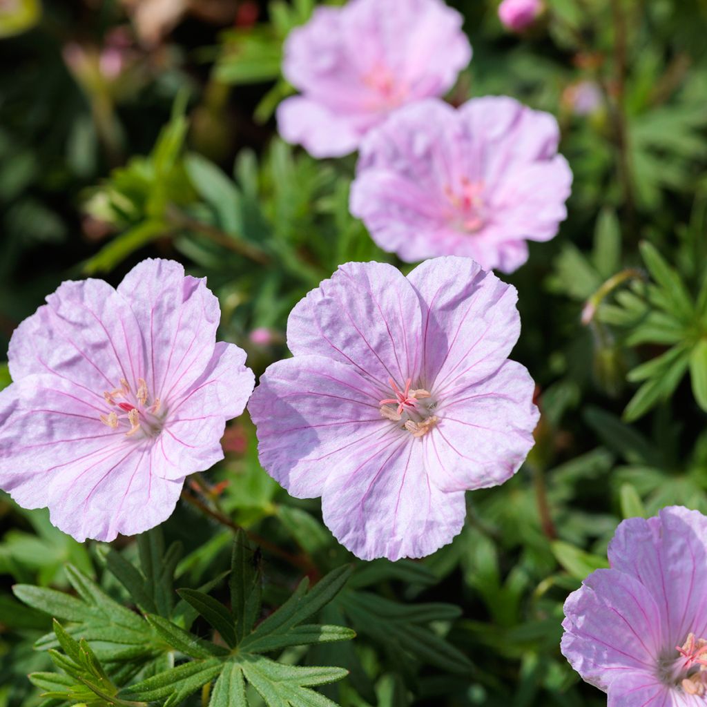 Geranium sanguineum Frivolius Pink - Geranio sanguigno