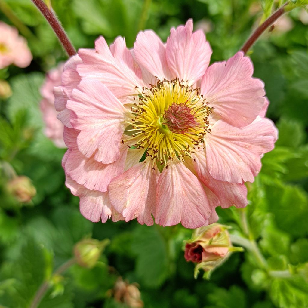 Geum Mai Tai - Benoîte saumon abricot
