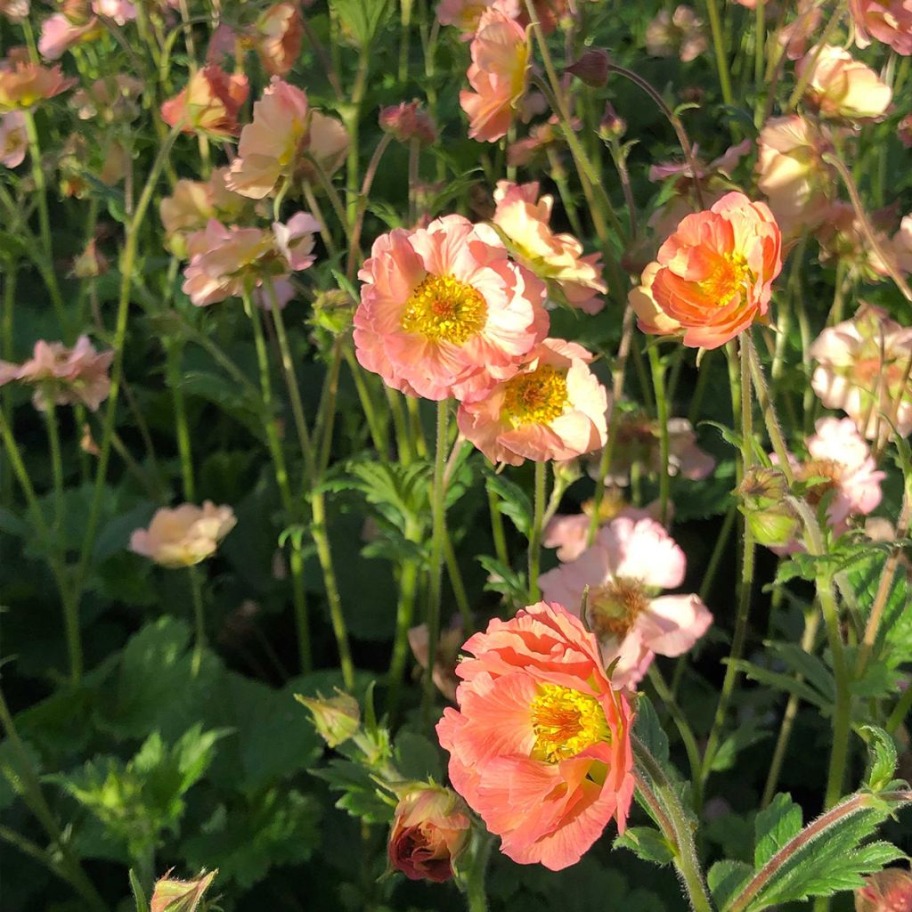 Geum Mai Tai - Benoîte saumon abricot