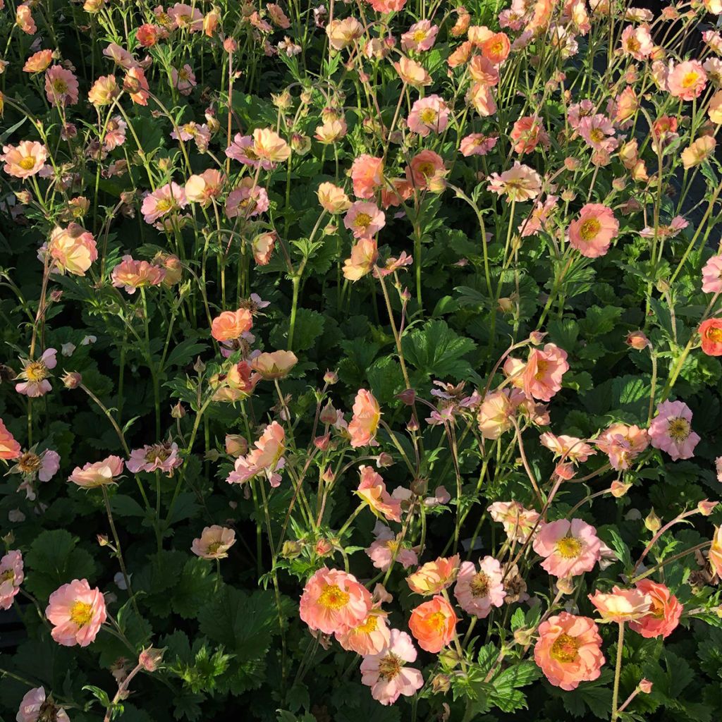 Geum Mai Tai - Benoîte saumon abricot
