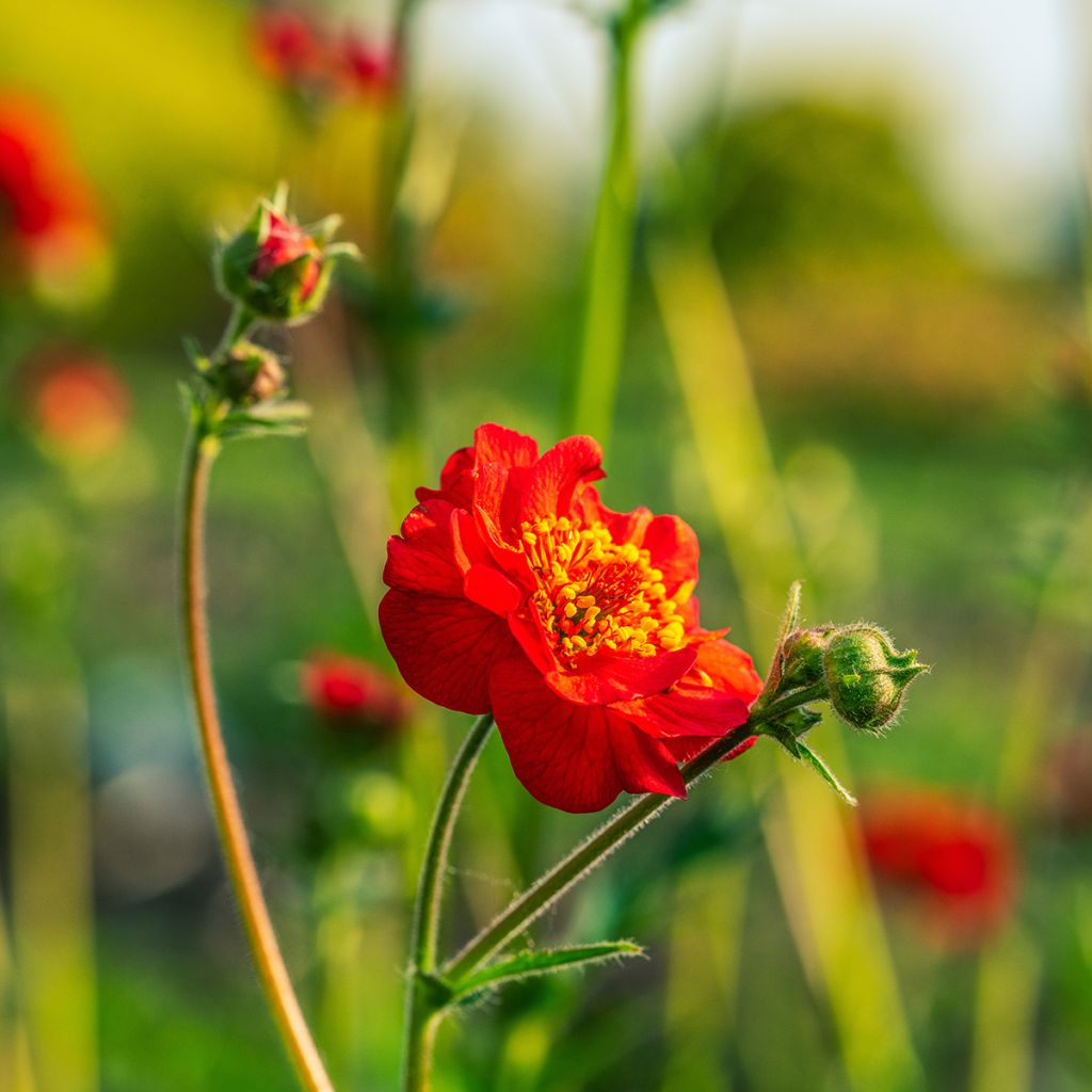 Geum coccineum Flore Pleno Blazing Sunset