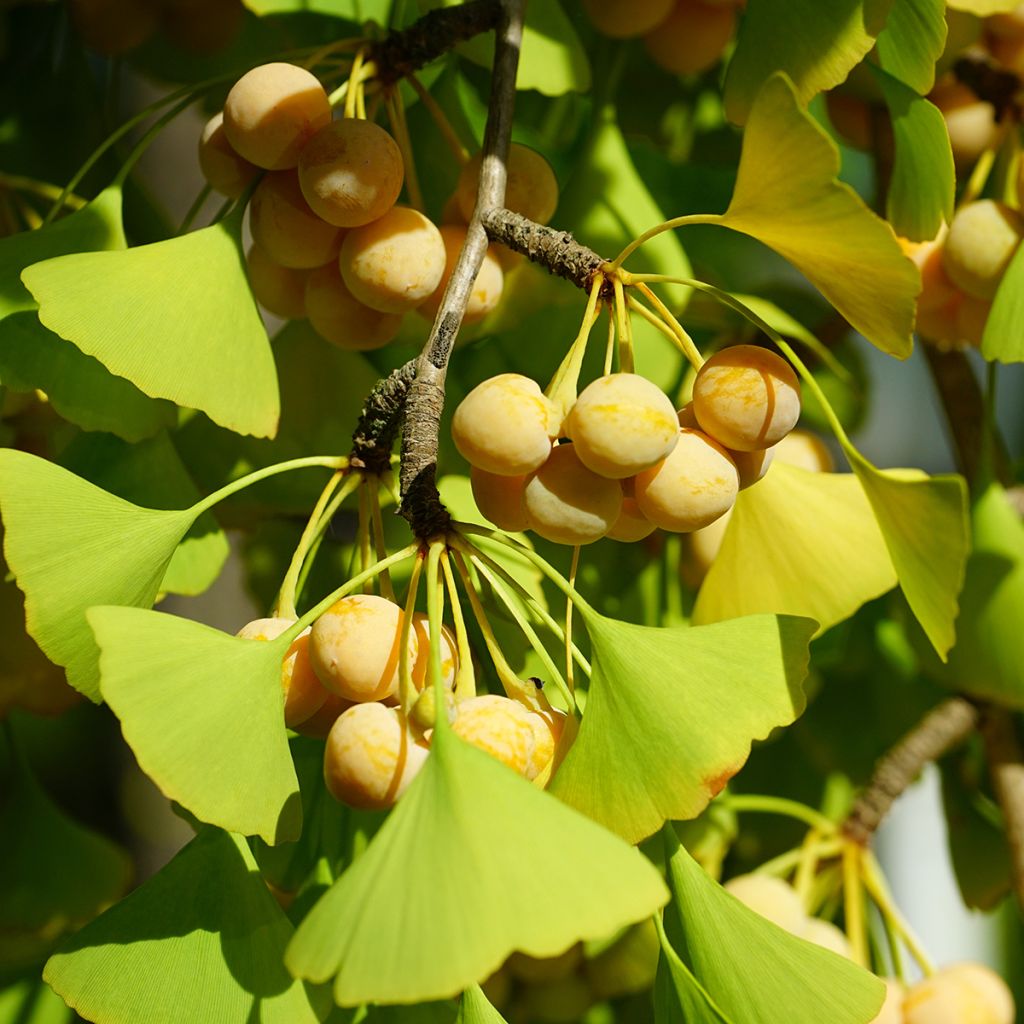 Ginkgo biloba