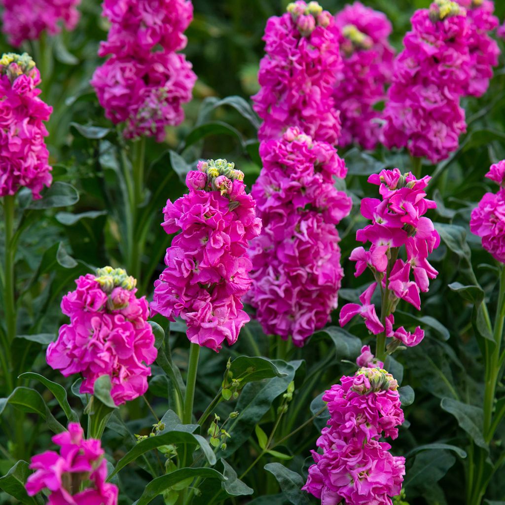 Matthiola incana - Violaciocca rossa