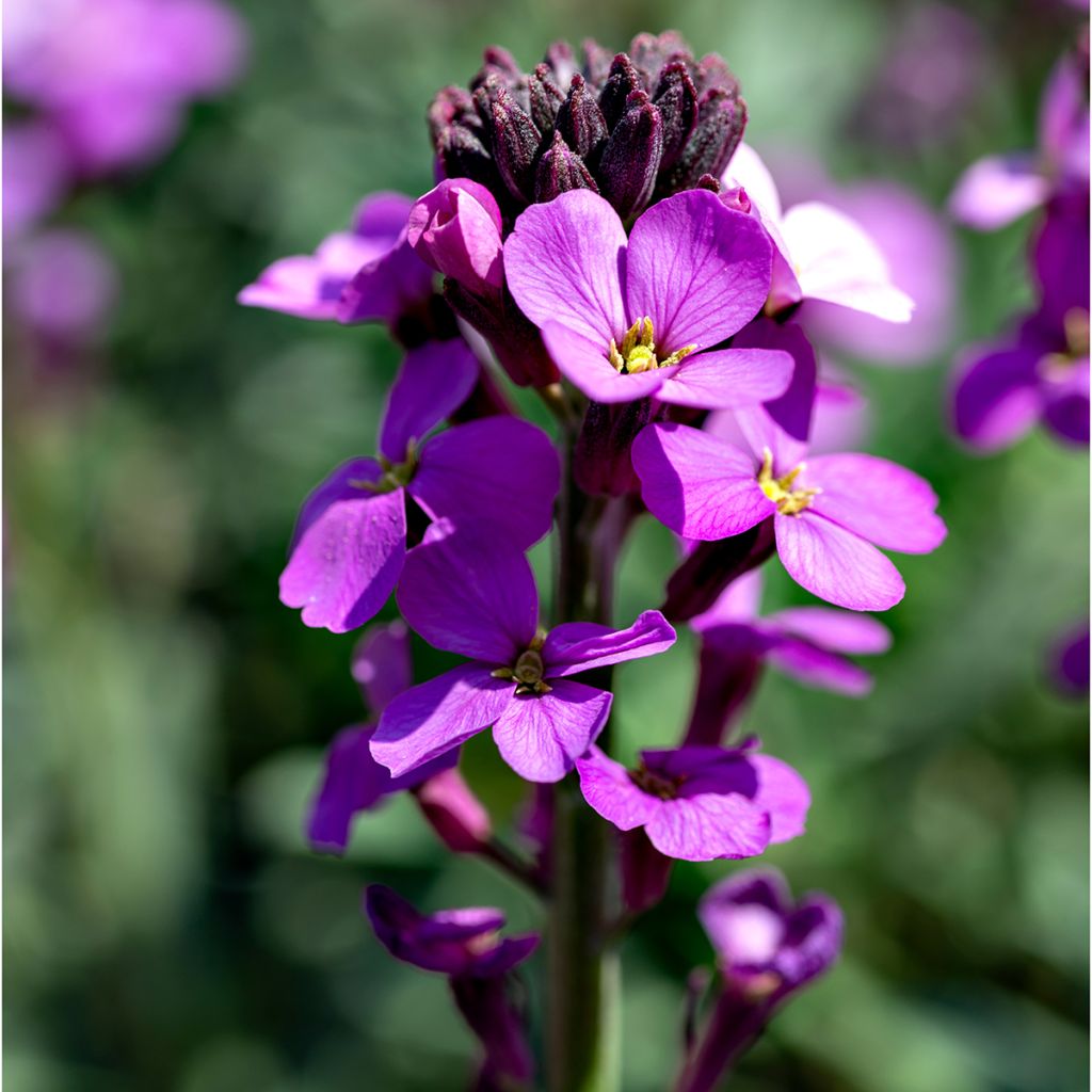 Erysimum Poem Lavender - Violaciocca