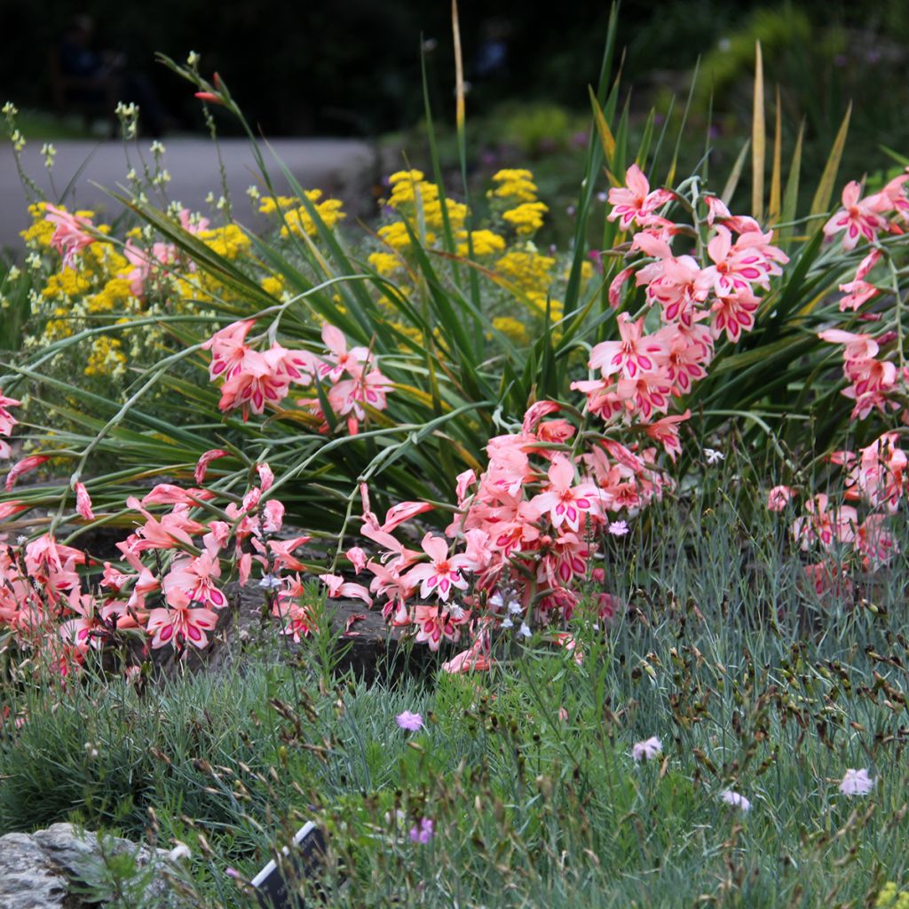 Gladiolus nanus Nathalie - Gladiolo nano