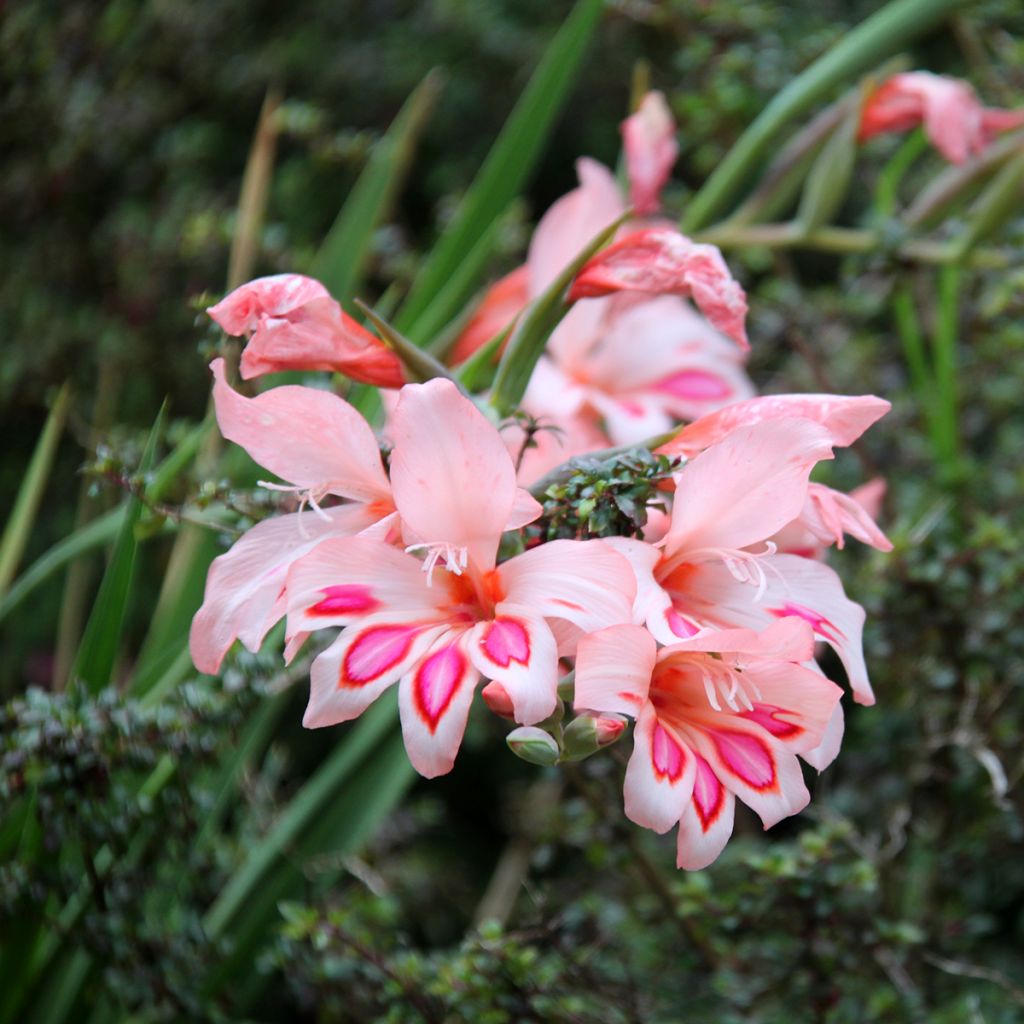 Gladiolus nanus Nathalie - Gladiolo nano