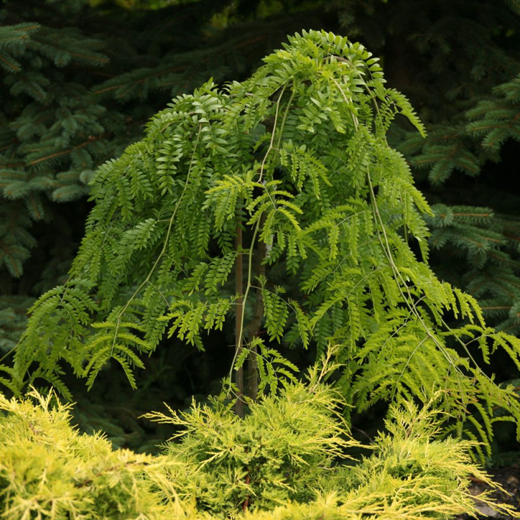 Gleditsia triacanthos Emerald Cascade