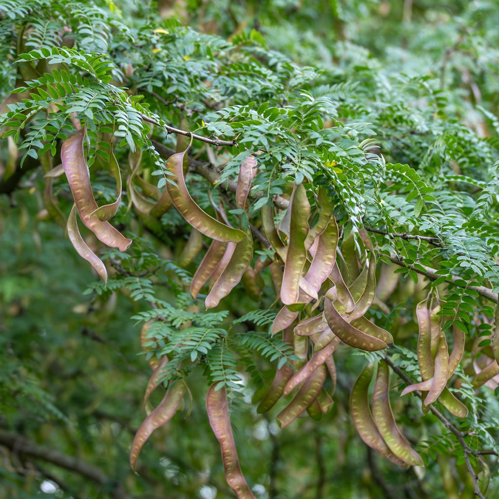 Gleditsia triacanthos - Spino di Giuda