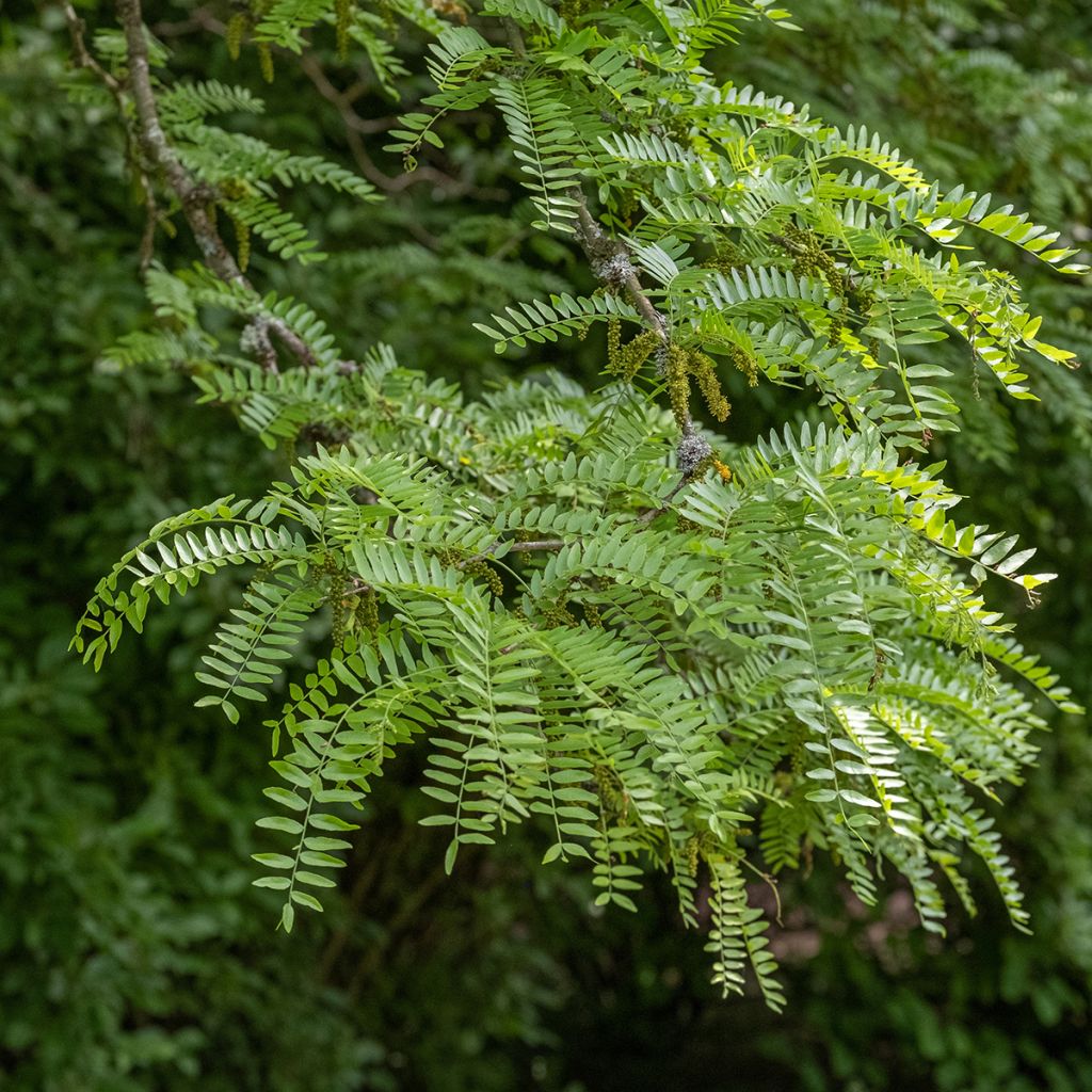 Gleditsia triacanthos f.inermis Skyline