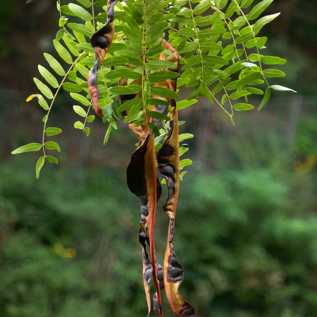 Gleditsia triacanthos f. inermis - Spino di Giuda (semi)