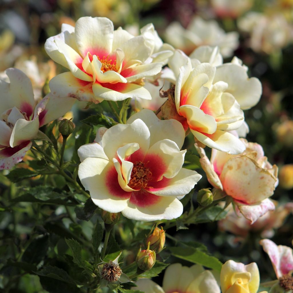 Rosa tappezzante Glorious Babylon Eyes