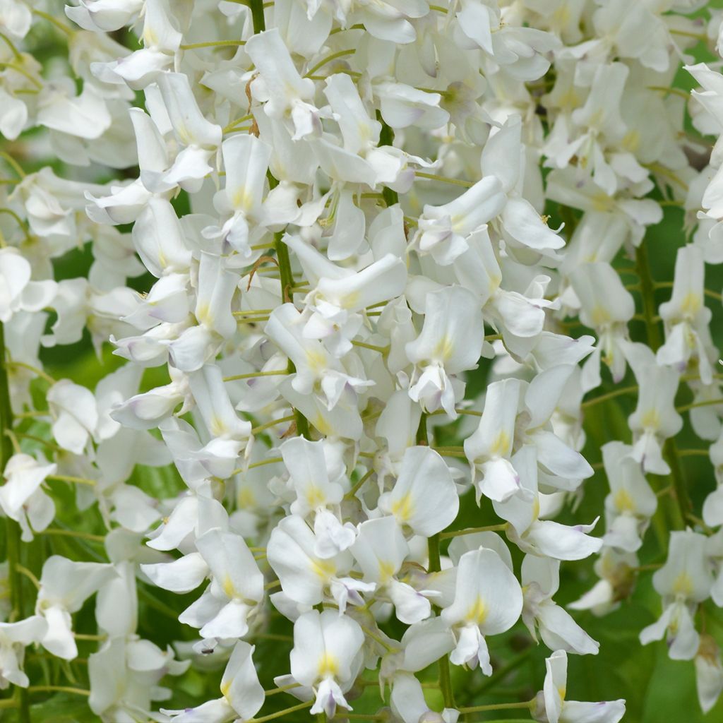 Wisteria floribunda Shiro-noda - Glicine