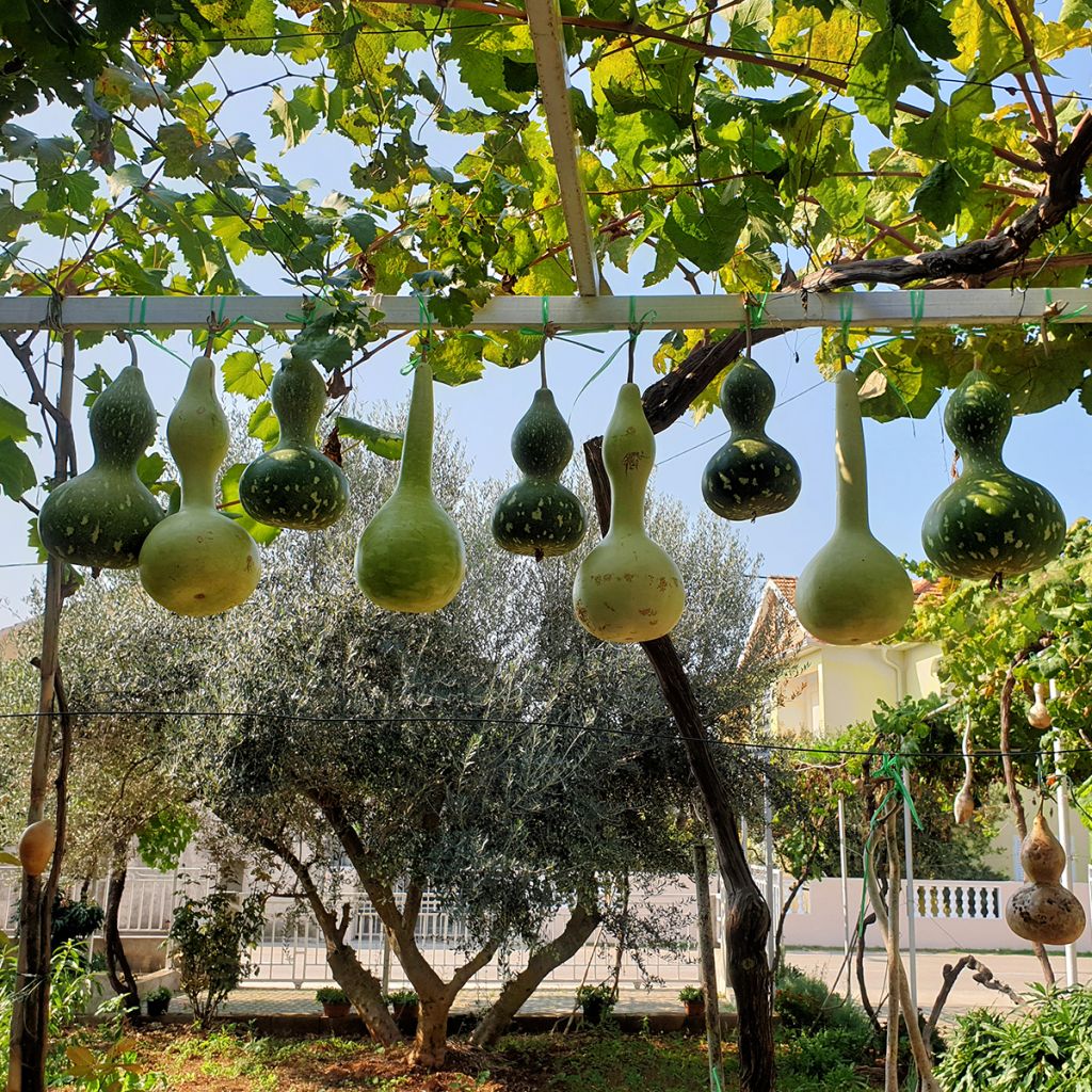 Zucca bottiglia Pélerine Bio - Ferme de Sainte Marthe
