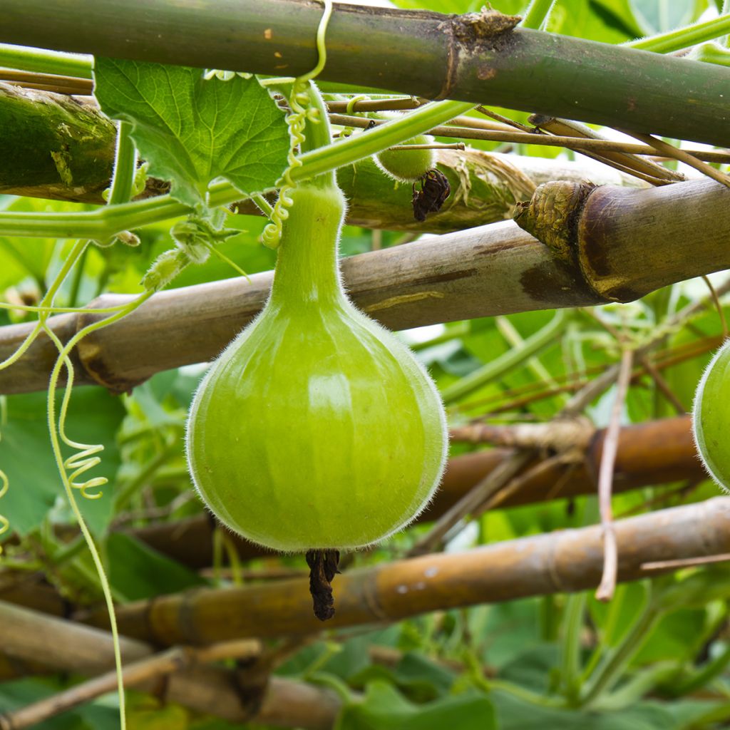 Zucca bottiglia Pélerine Bio - Ferme de Sainte Marthe