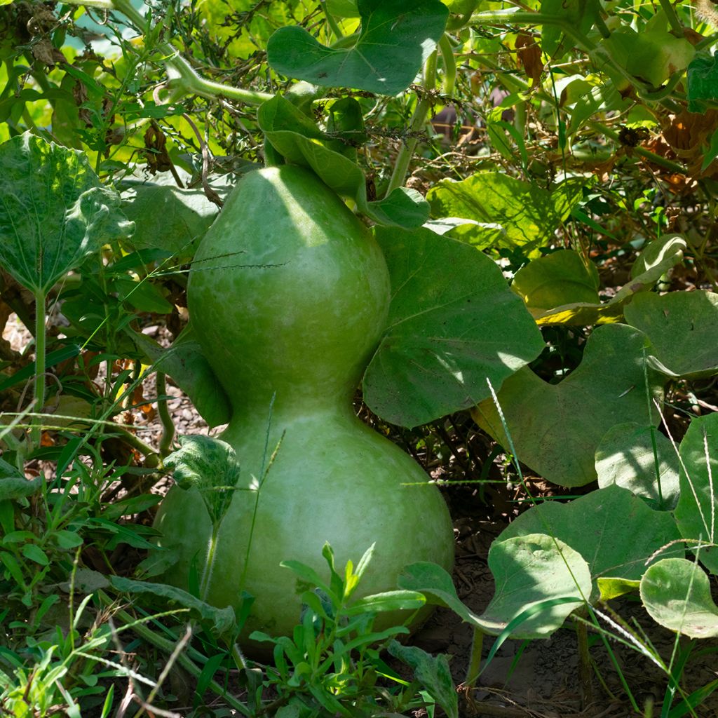 Zucca bottiglia Pélerine Bio - Ferme de Sainte Marthe