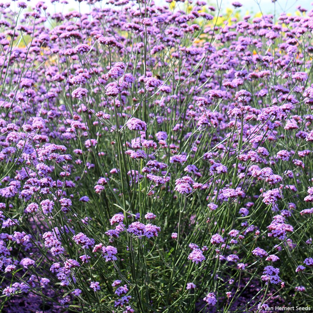 Verbena di Buenos Aires Vanity (semi)
