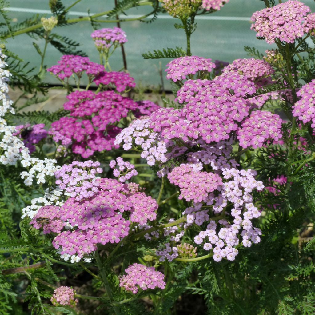Achillea millefolium Cerise Queen (semi)