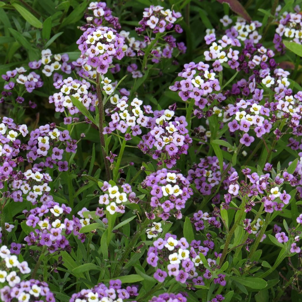 Lobularia maritima Royal Carpet - Alisso marittimo