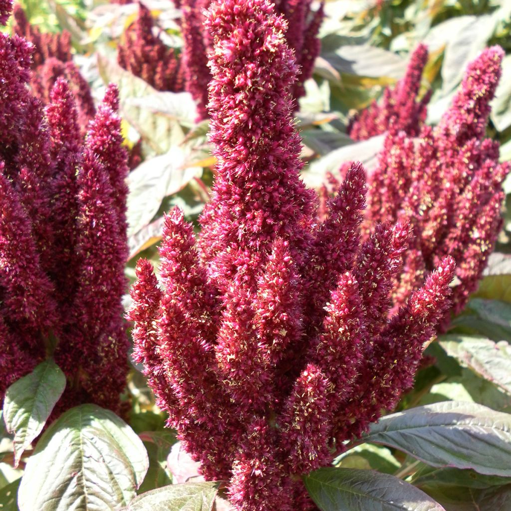 Amaranthus hypochondriacus Pygmy Torch (semi) 