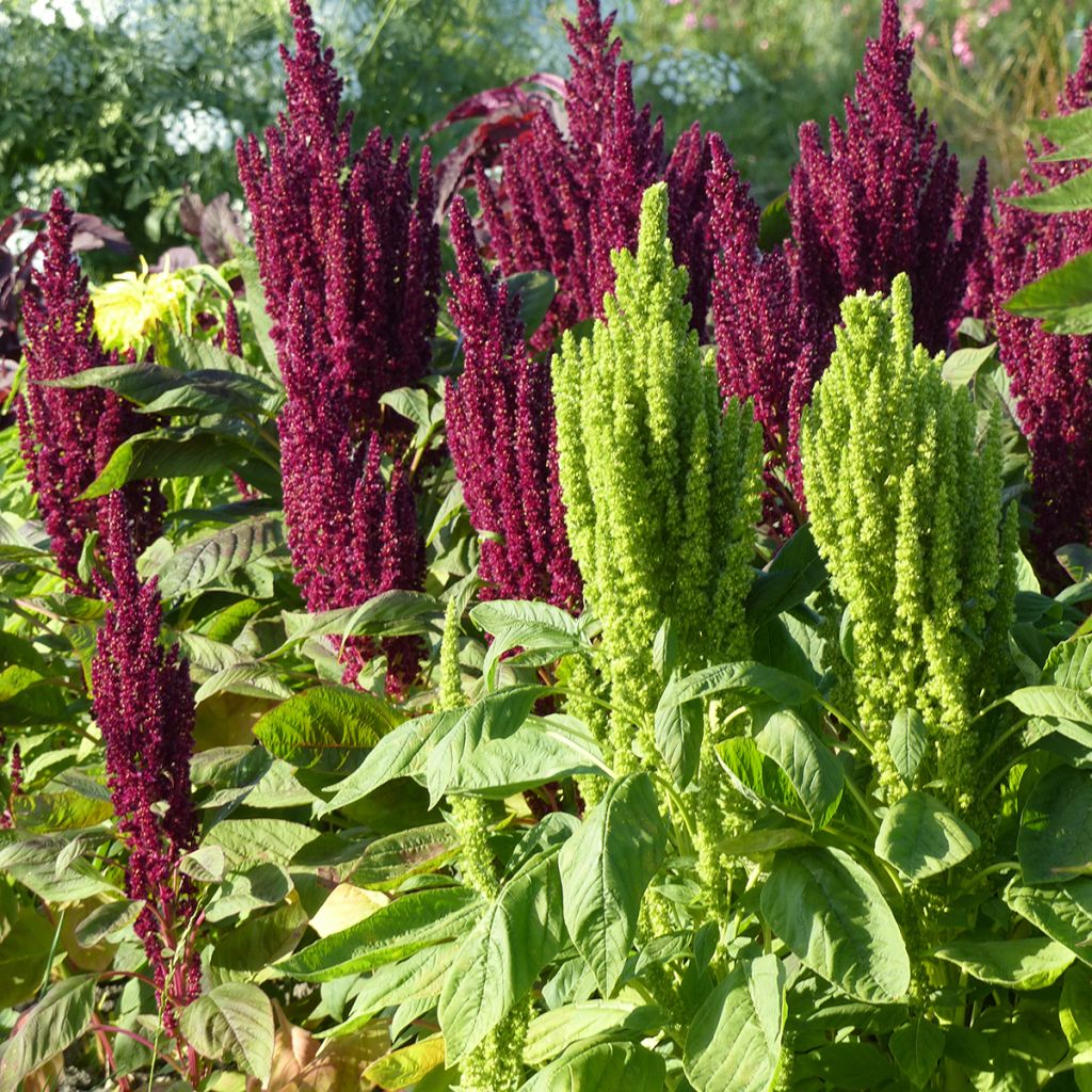 Amaranthus hypochondriacus Pygmy Torch (semi) 