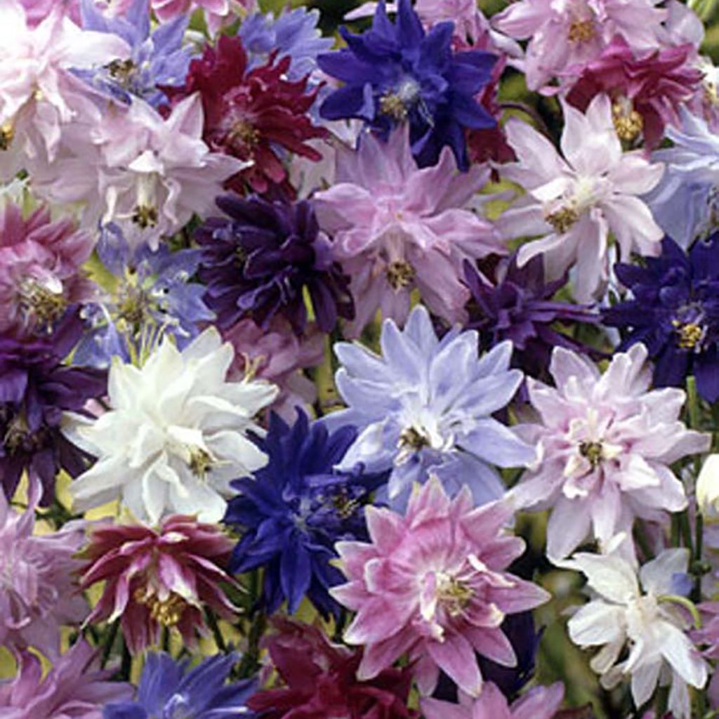 Aquilegia  Barlow Mixture (semi)