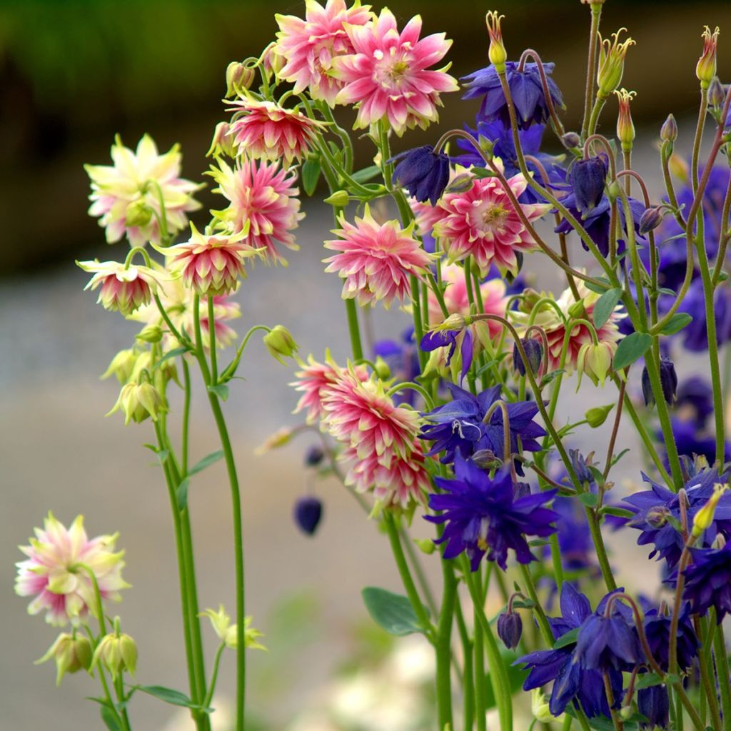 Aquilegia  Barlow Mixture (semi)