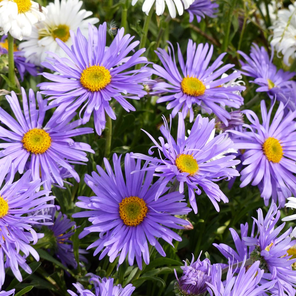 Aster alpinus Goliath (semi) - Astro alpino